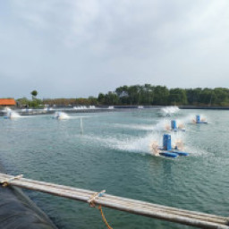 tambak 11.jpg